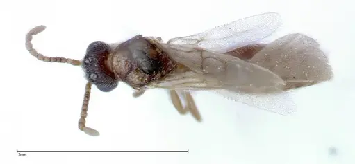 Stereomyrmex horni specimen FOCOL0292 image focol0292_1