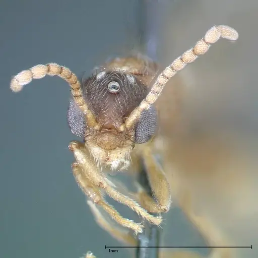 Stereomyrmex horni specimen FOCOL0292 image focol0292_2