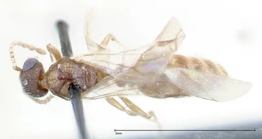 Stereomyrmex horni specimen FOCOL0293 image focol0293_1