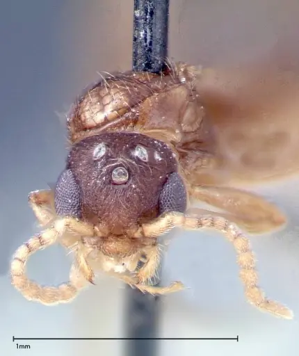 Stereomyrmex horni specimen FOCOL0293 image focol0293_2
