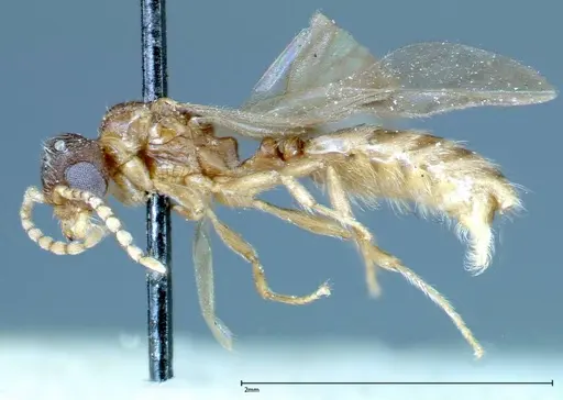 Stereomyrmex horni specimen FOCOL0293 image focol0293_3