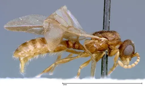 Stereomyrmex horni specimen FOCOL0293 image focol0293_4