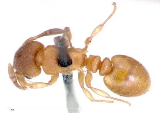 Stereomyrmex horni specimen FOCOL0294 image focol0294_1