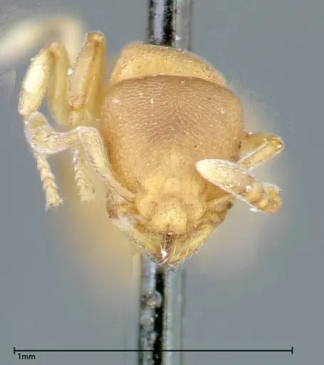 Stereomyrmex horni specimen FOCOL0294 image focol0294_2