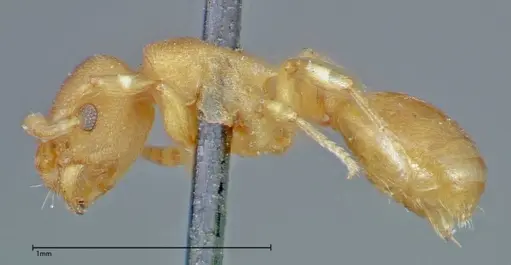 Stereomyrmex horni specimen FOCOL0294 image focol0294_3