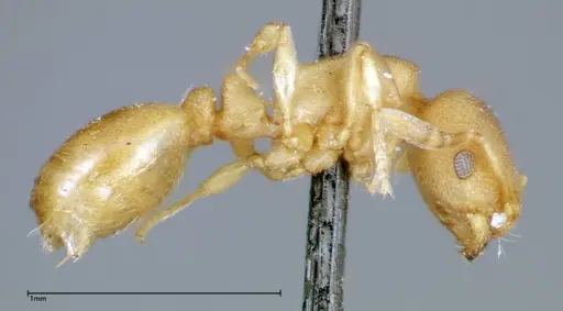 Stereomyrmex horni specimen FOCOL0294 image focol0294_4