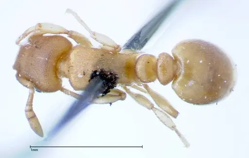 Stereomyrmex horni specimen FOCOL0295 image focol0295_1