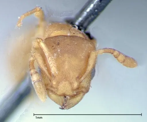 Stereomyrmex horni specimen FOCOL0295 image focol0295_2