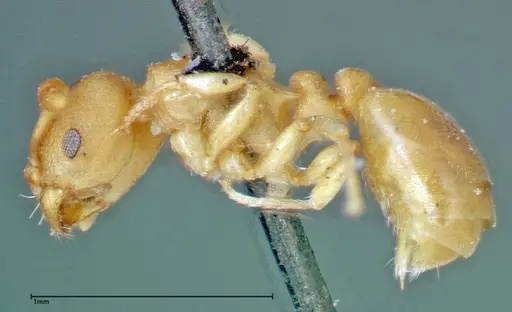 Stereomyrmex horni specimen FOCOL0295 image focol0295_3