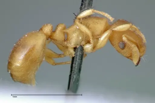 Stereomyrmex horni specimen FOCOL0295 image focol0295_4