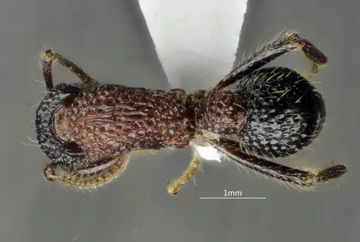 Stictoponera bicolor specimen ANTWEB1060494 image antweb1060494_1