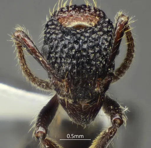 Stictoponera bicolor specimen ANTWEB1060494 image antweb1060494_2