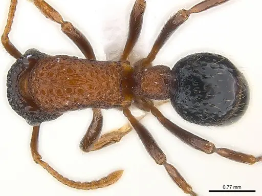 Stictoponera bicolor specimen CASENT0179978 image casent0179978_1