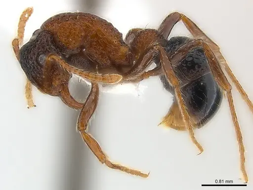 Stictoponera bicolor specimen CASENT0179978 image casent0179978_3