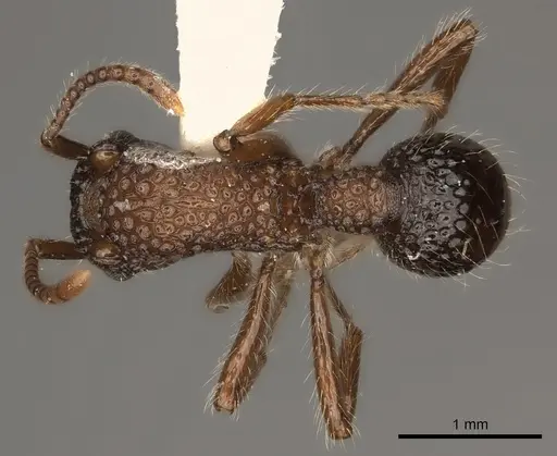 Stictoponera bicolor specimen CASENT0217481 image casent0217481_1