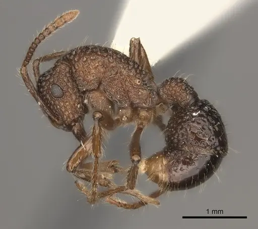 Stictoponera bicolor specimen CASENT0217481 image casent0217481_3