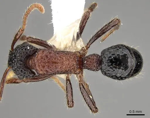 Stictoponera bicolor specimen CASENT0281517 image casent0281517_1