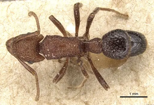 Stictoponera bicolor specimen CASENT0903851 image casent0903851_1