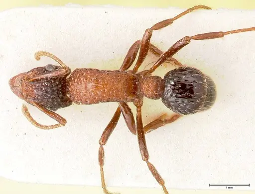 Stictoponera bicolor specimen FOCOL0869 image focol0869_1