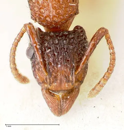 Stictoponera bicolor specimen FOCOL0869 image focol0869_2