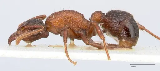 Stictoponera bicolor specimen FOCOL0869 image focol0869_3
