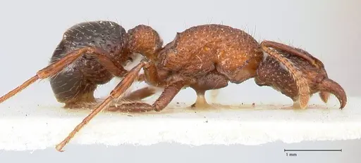 Stictoponera bicolor specimen FOCOL0869 image focol0869_4