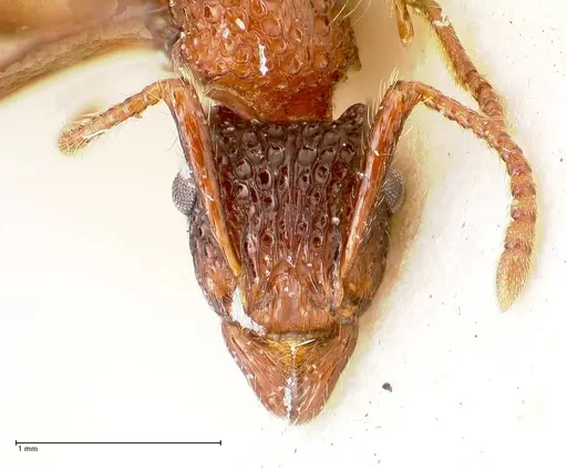 Stictoponera bicolor specimen FOCOL0870 image focol0870_2