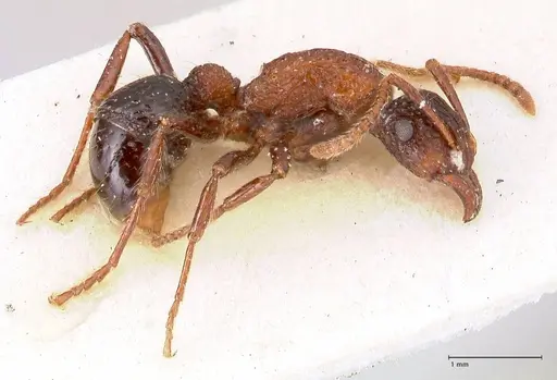 Stictoponera bicolor specimen FOCOL0870 image focol0870_3