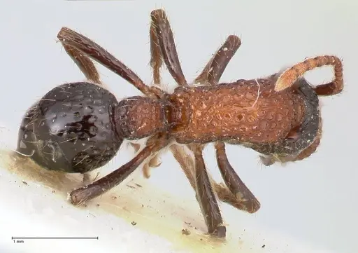 Stictoponera bicolor specimen FOCOL0871 image focol0871_1