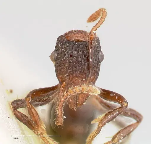 Stictoponera bicolor specimen FOCOL0871 image focol0871_2
