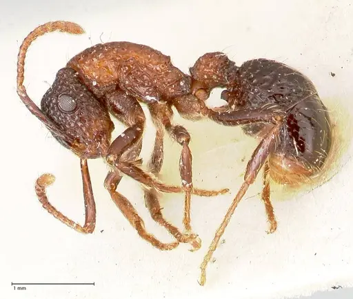 Stictoponera bicolor specimen FOCOL0871 image focol0871_3