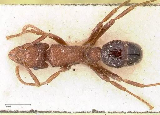 Stictoponera bicolor specimen FOCOL0872 image focol0872_1