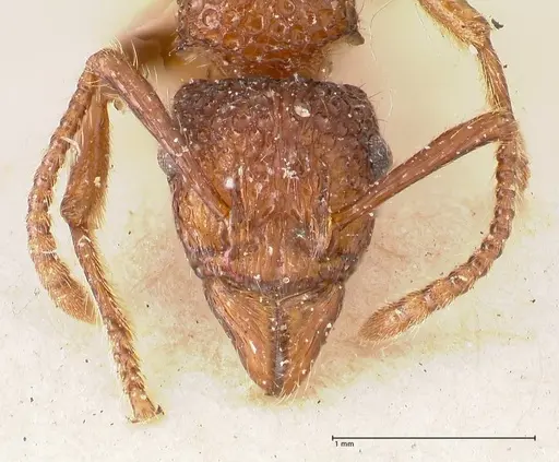 Stictoponera bicolor specimen FOCOL0872 image focol0872_2