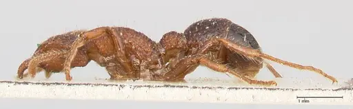 Stictoponera bicolor specimen FOCOL0872 image focol0872_3