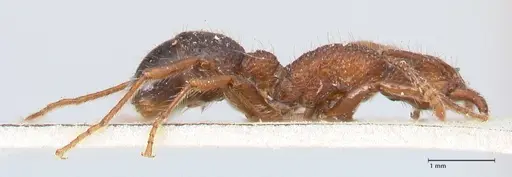 Stictoponera bicolor specimen FOCOL0872 image focol0872_4