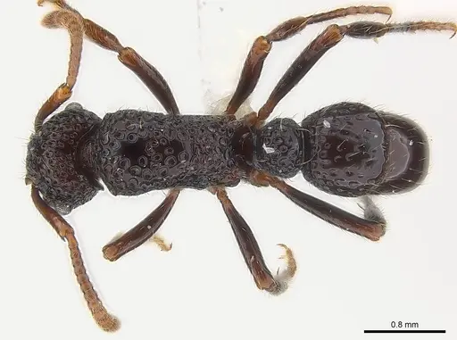 Stictoponera binghamii specimen CASENT0179977 image casent0179977_1