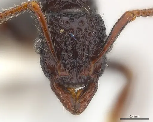 Stictoponera binghamii specimen CASENT0179977 image casent0179977_2