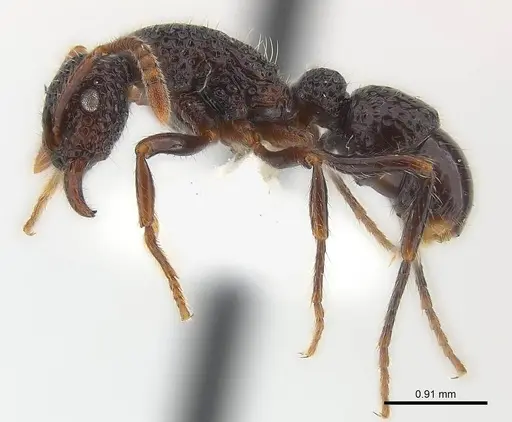 Stictoponera binghamii specimen CASENT0179977 image casent0179977_3