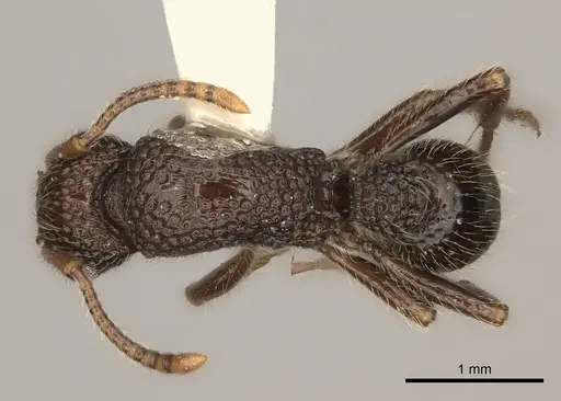 Stictoponera binghamii specimen CASENT0217482 image casent0217482_1
