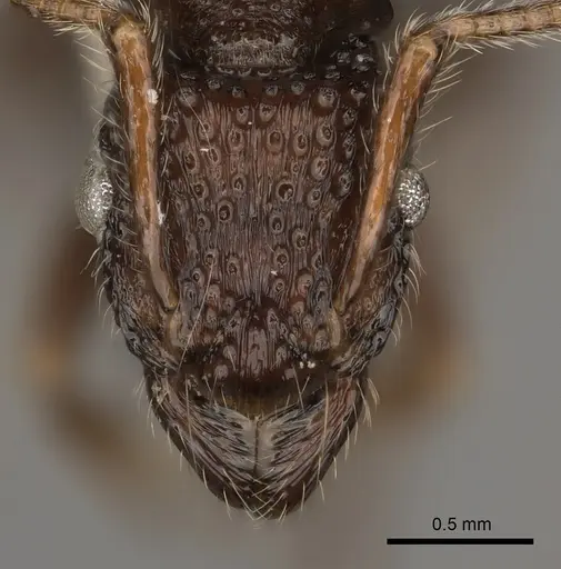 Stictoponera binghamii specimen CASENT0217482 image casent0217482_2