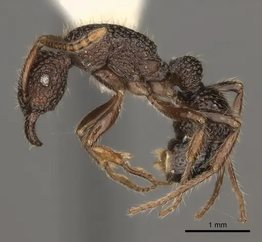 Stictoponera binghamii specimen CASENT0217482 image casent0217482_3