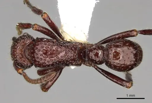 Stictoponera binghamii specimen CASENT0281518 image casent0281518_1