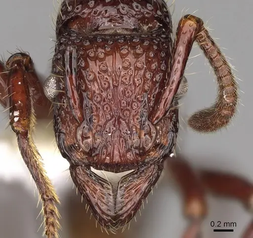 Stictoponera binghamii specimen CASENT0281518 image casent0281518_2