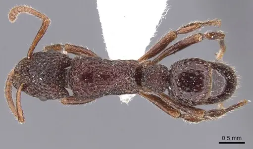 Stictoponera binghamii specimen CASENT0907195 image casent0907195_1