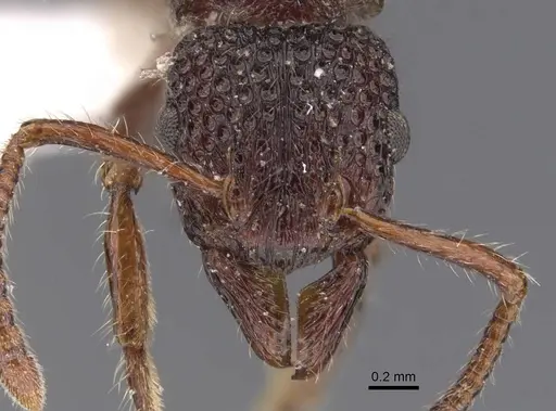 Stictoponera binghamii specimen CASENT0907195 image casent0907195_2