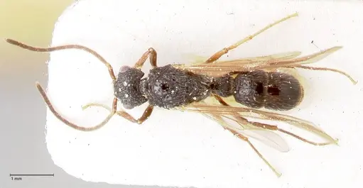 Stictoponera binghamii specimen FOCOL0867 image focol0867_1