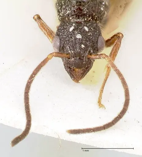 Stictoponera binghamii specimen FOCOL0867 image focol0867_2