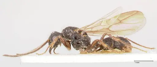 Stictoponera binghamii specimen FOCOL0867 image focol0867_3