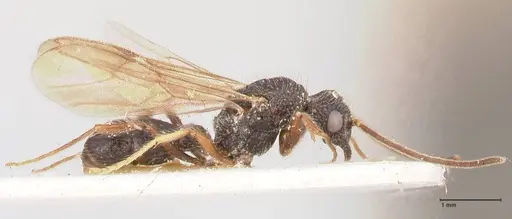 Stictoponera binghamii specimen FOCOL0867 image focol0867_4