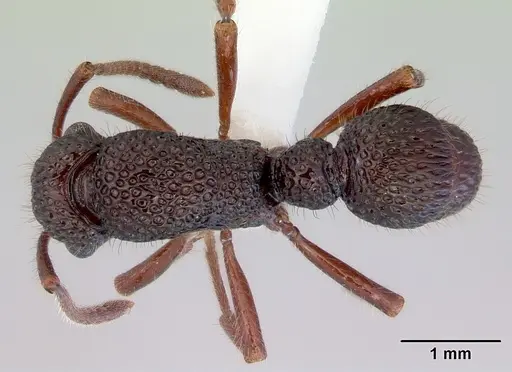 Stictoponera biroi specimen CASENT0172380 image casent0172380_1